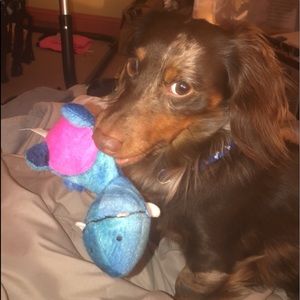 Meet your Posher, Autumn